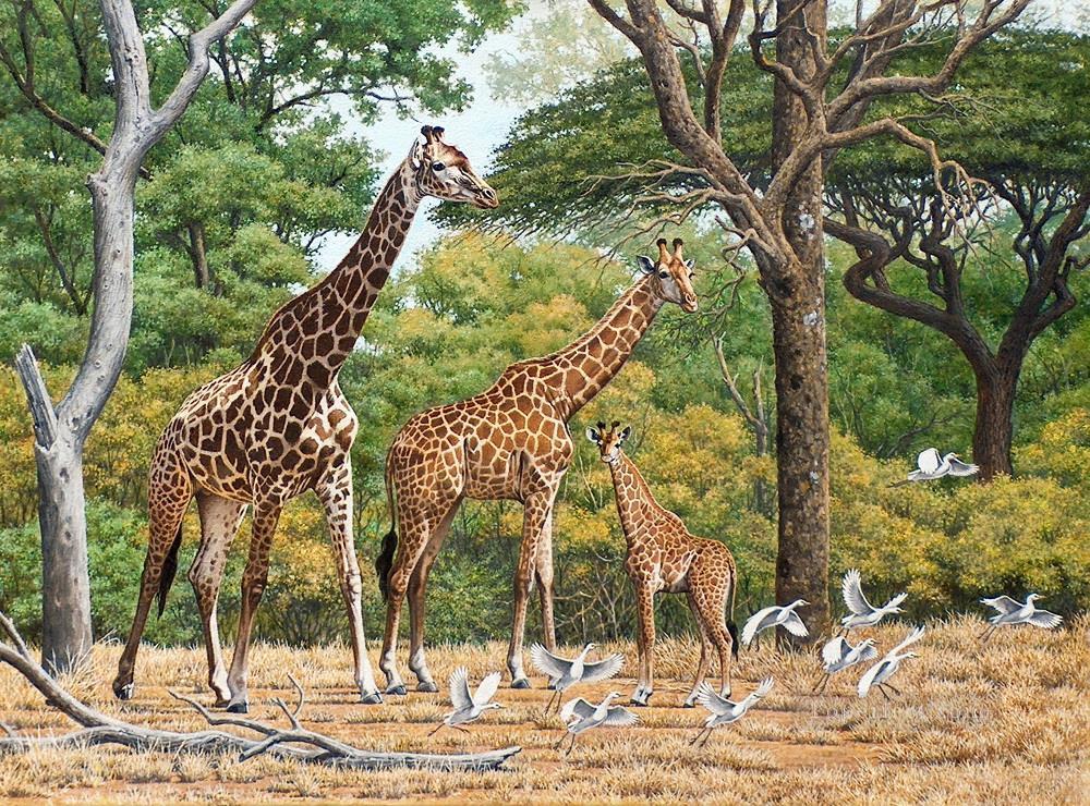 Giraffenherde und Vögelen Ölgemälde